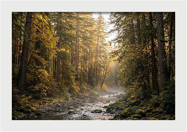Bankhead Wilderness Serenity