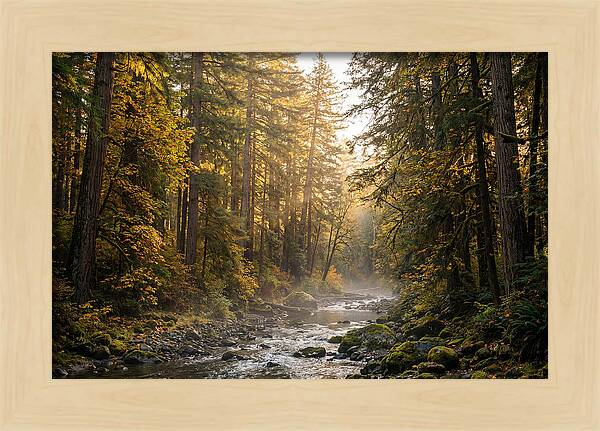 Bankhead Wilderness Serenity
