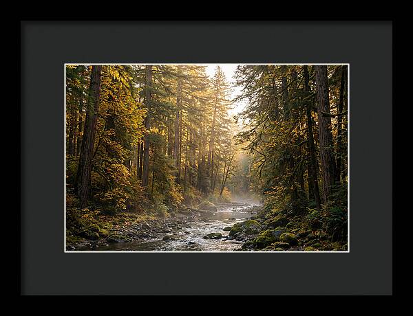 Bankhead Wilderness Serenity