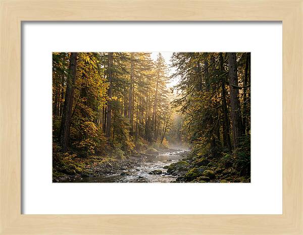 Bankhead Wilderness Serenity