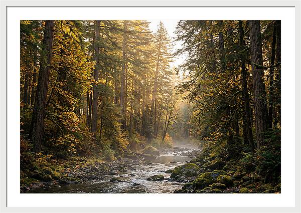 Bankhead Wilderness Serenity