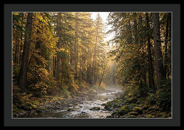 Bankhead Wilderness Serenity