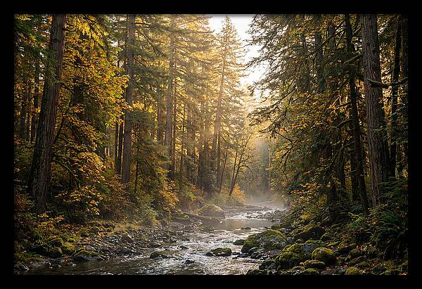 Bankhead Wilderness Serenity