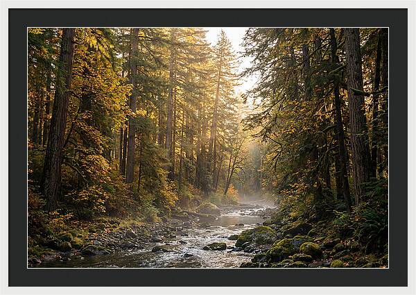 Bankhead Wilderness Serenity