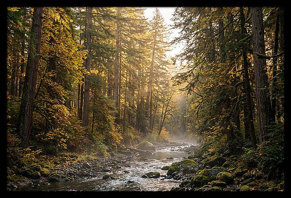Bankhead Wilderness Serenity