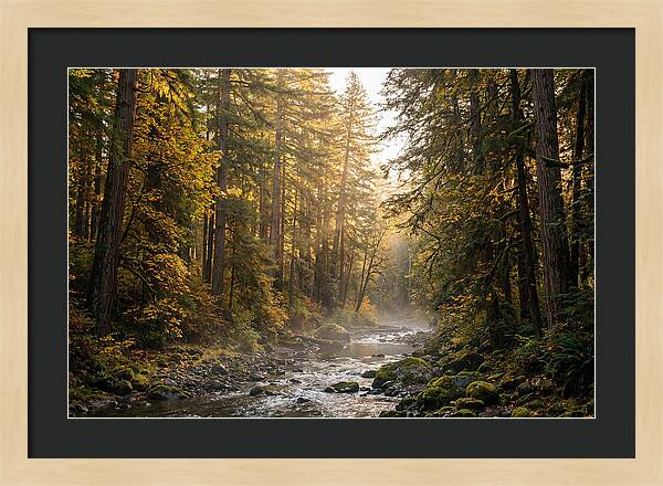 Bankhead Wilderness Serenity