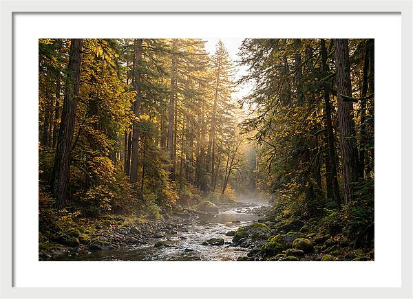 Bankhead Wilderness Serenity