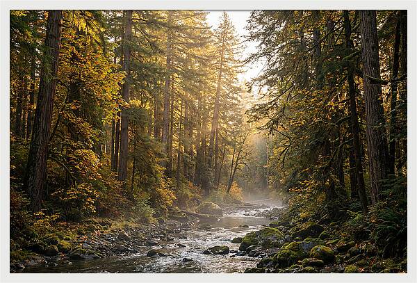 Bankhead Wilderness Serenity