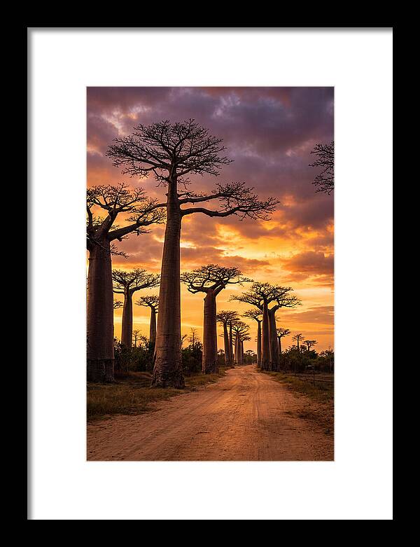 Baobab Trees Under Twilight Sky