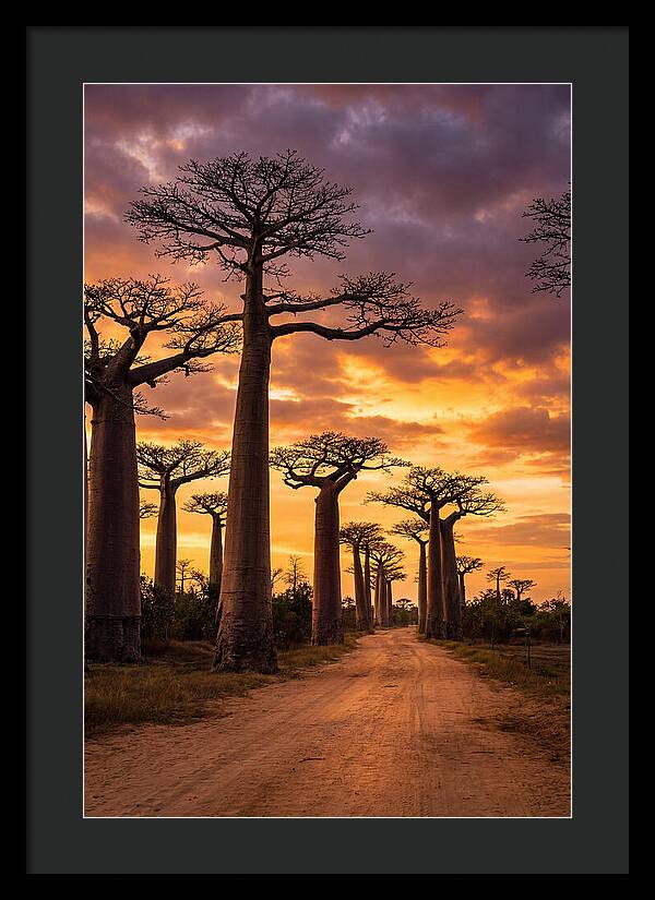 Baobab Trees Under Twilight Sky