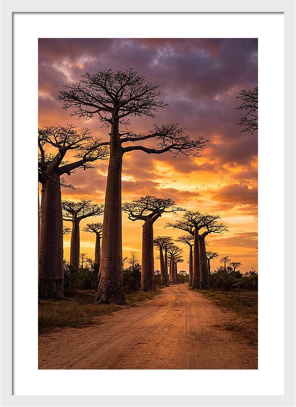 Baobab Trees Under Twilight Sky
