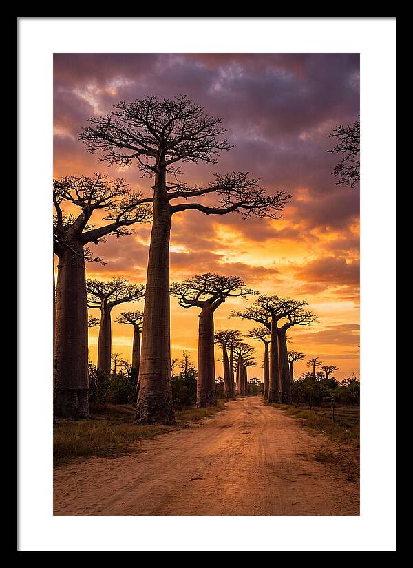 Baobab Trees Under Twilight Sky