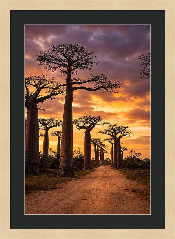 Baobab Trees Under Twilight Sky