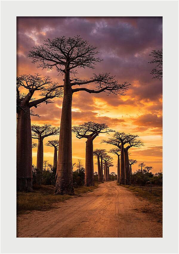 Baobab Trees Under Twilight Sky
