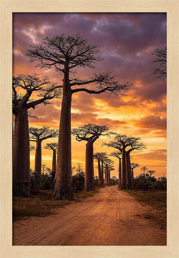 Baobab Trees Under Twilight Sky