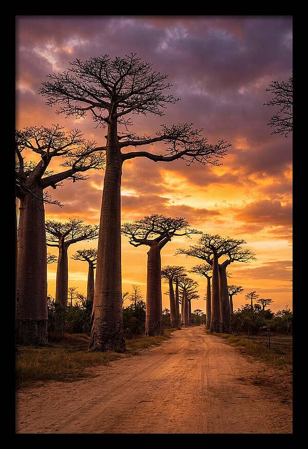 Baobab Trees Under Twilight Sky