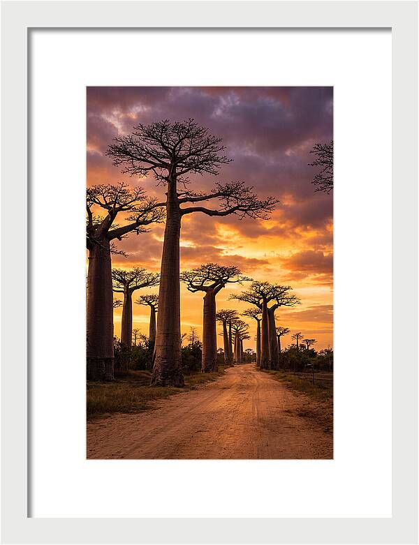 Baobab Trees Under Twilight Sky