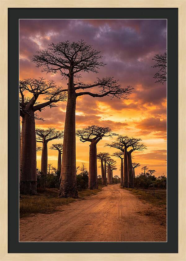 Baobab Trees Under Twilight Sky