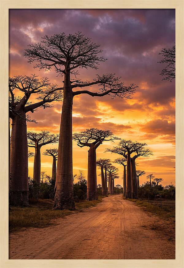 Baobab Trees Under Twilight Sky