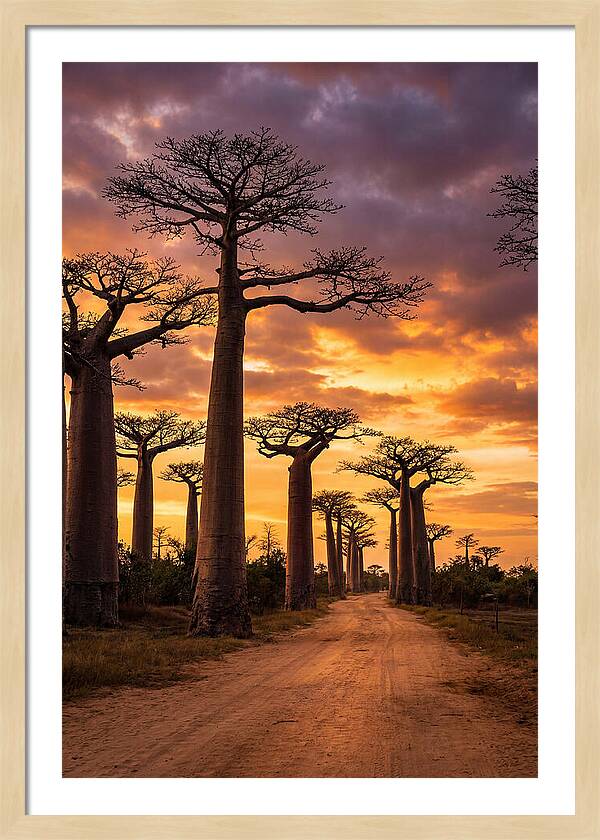 Baobab Trees Under Twilight Sky