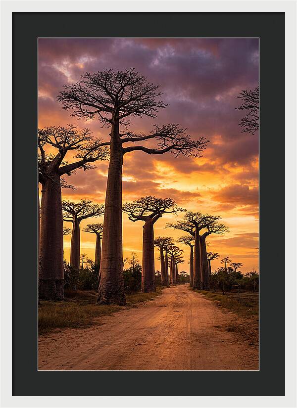 Baobab Trees Under Twilight Sky