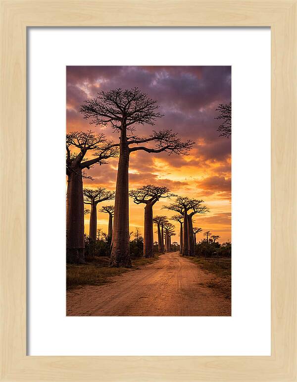 Baobab Trees Under Twilight Sky