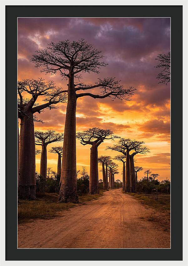 Baobab Trees Under Twilight Sky