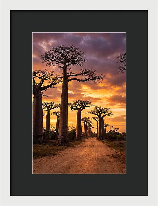 Baobab Trees Under Twilight Sky