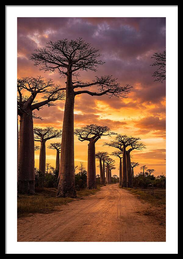 Baobab Trees Under Twilight Sky