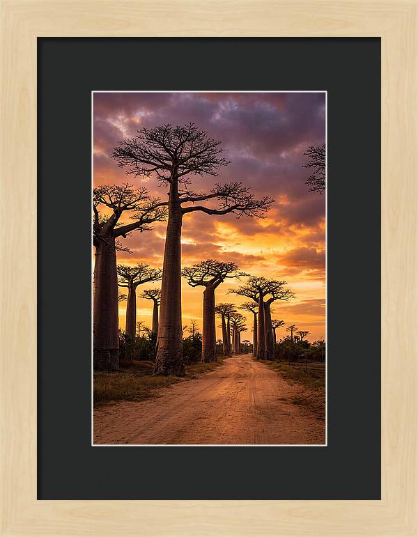 Baobab Trees Under Twilight Sky