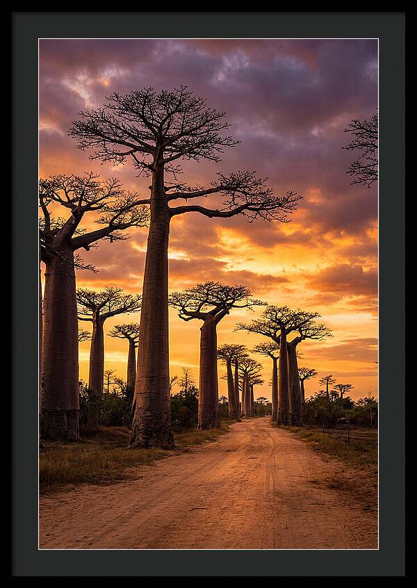 Baobab Trees Under Twilight Sky