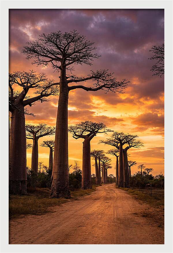 Baobab Trees Under Twilight Sky