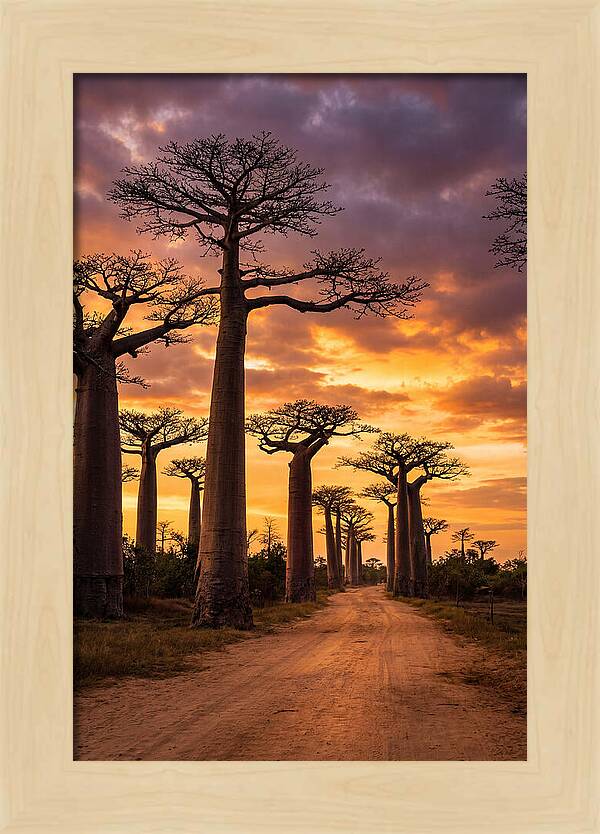 Baobab Trees Under Twilight Sky