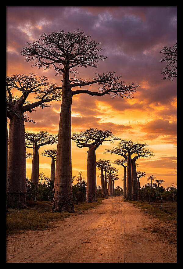 Baobab Trees Under Twilight Sky