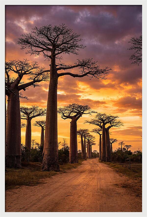 Baobab Trees Under Twilight Sky