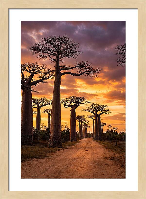 Baobab Trees Under Twilight Sky