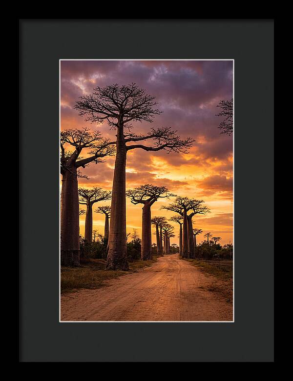 Baobab Trees Under Twilight Sky