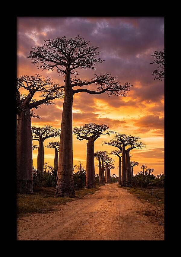 Baobab Trees Under Twilight Sky