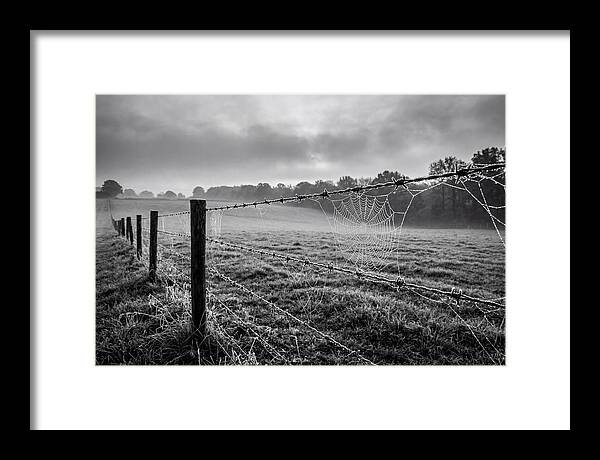 Barbed Wire Serenity