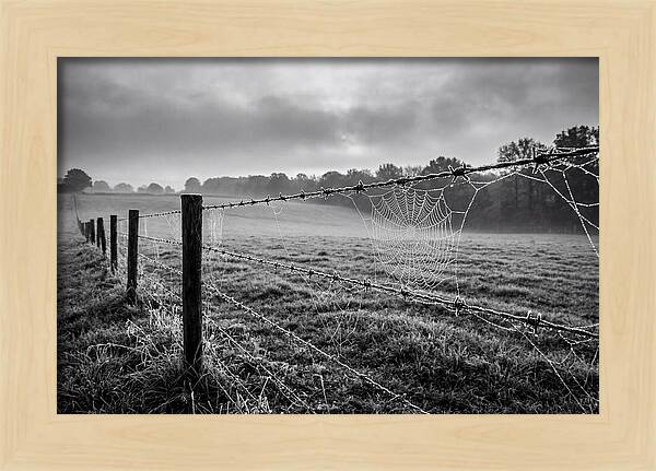 Barbed Wire Serenity