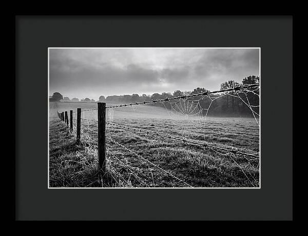 Barbed Wire Serenity