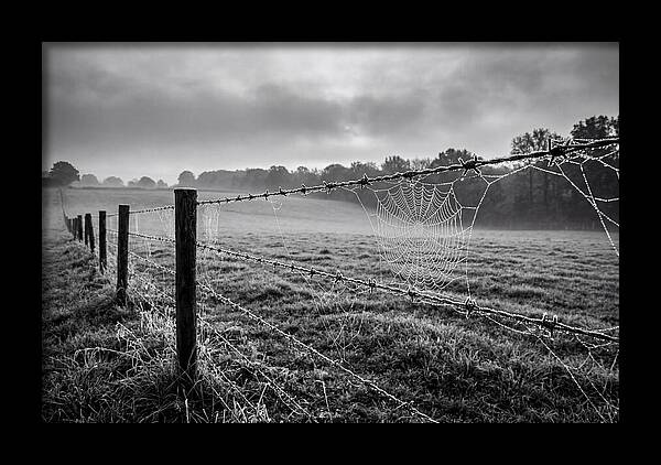 Barbed Wire Serenity