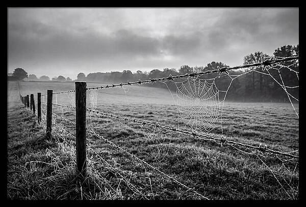 Barbed Wire Serenity
