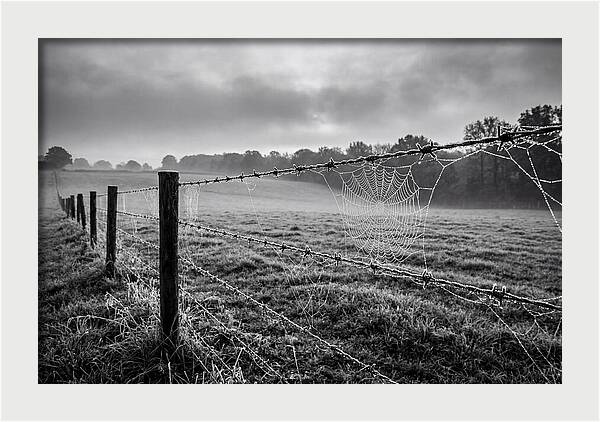 Barbed Wire Serenity