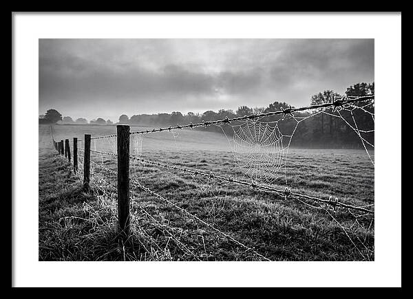 Barbed Wire Serenity