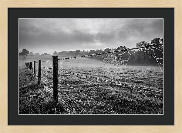 Barbed Wire Serenity