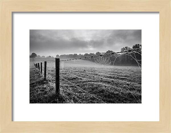 Barbed Wire Serenity