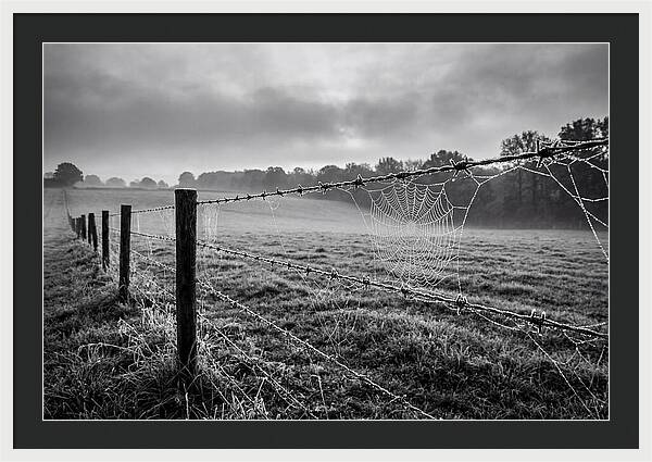 Barbed Wire Serenity