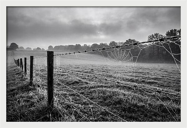 Barbed Wire Serenity