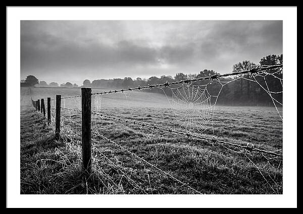 Barbed Wire Serenity